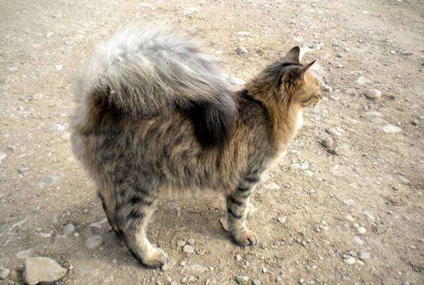 Порода кошек с хвостом на спине thumbnail