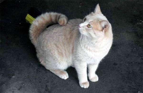 Американский рингтейл, фото породы кошек фотография кошки изображение