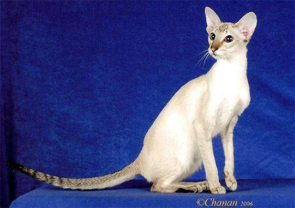 Колорпойнт короткошерстный, фото породы кошек фотография картинка