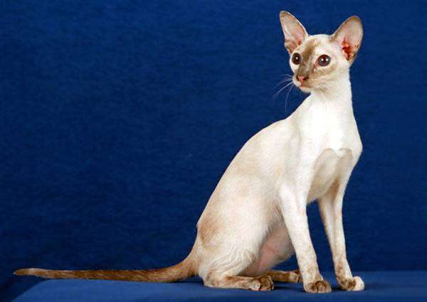 Колорпойнт короткошерстный, фото породы кошек изображение кошки