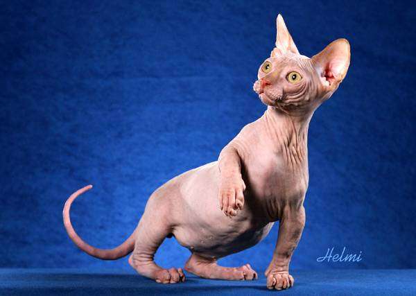 Минскин (Minskin cat), фото породы кошек фотография картинка