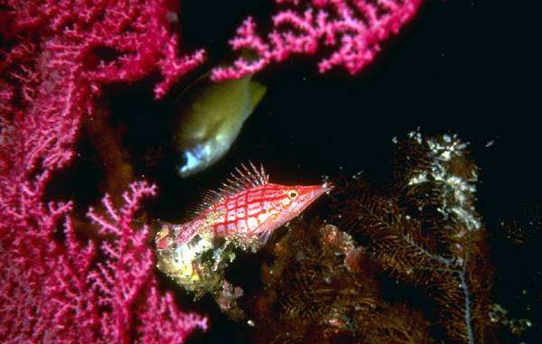 Рыбка среди мягких кораллов, фотография содержание аквариумных рыб фото