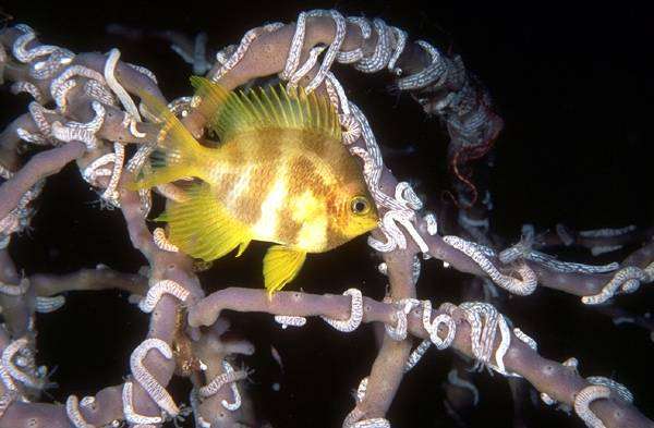 Рыбка около коралла, фото содержание рыб картинка