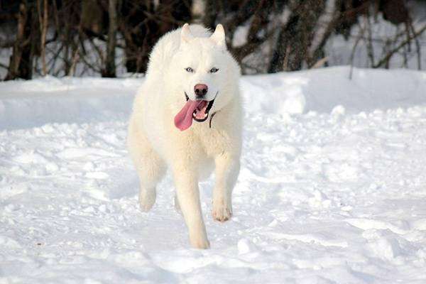Белый сибирский хаски, фото вопросы о собаках фотография