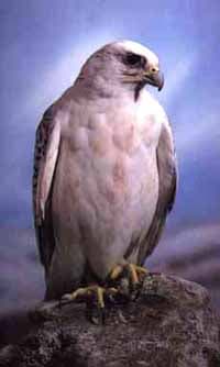 кречет, сокол кречет (Falco rusticolus), фото, фотография