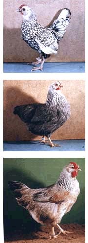 Классификация кур по форме тела: 1. яйцевидная (себрайт), 2. прямоугольная (виандот), 3. треугольная (загорская лососевая), фото, фотография