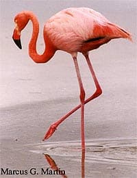 обыкновенный фламинго, фламинго обыкновенный (Phoenicopterus roseus), фото, фотография с http://photobirder.com