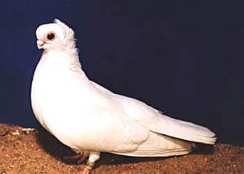 белый орловский турман, голубь, фото, фотография