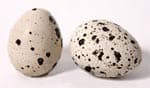 яйца японского перепела (Coturnix japonica), фото, фотография