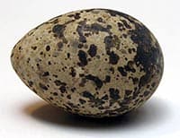 яйцо черной крачки (Chlidonias niger), фото, фотография