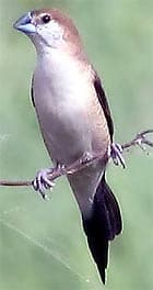 малабарская амадина, амадина малабарская (Euodice malabarica), фото, фотография с http://oiseaux.net