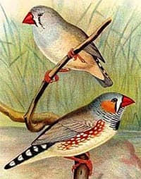  ,   (Taeniopygia guttata), ,   http://oiseaux.net