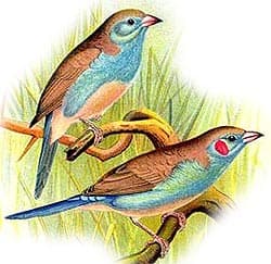  ,   (Uraeginthus bengalus), ,   http://oiseaux.net