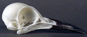 клюв золотого дятля (Colaptes auratus), фото, фотография
