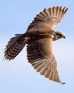  (Falco cherrug), , ,   www.birdsinflight.us/ birds-in-our-show.php