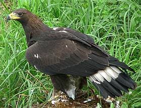 , - (Aquila chrysaetos),    http://s190.photobucket.com/albums/z257/americanwildlife/Bird/Golden-Eagle-2.jpg