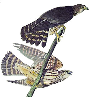  (Falco columbarius),    http://www.nature.net/birds/graphics/falco_columbarius.jpg