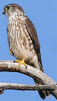 обыкновенный дербник (Falco columbarius), фото фотография http://www.bentler.us/eastern-washington/animals/birds/merlin.jpg