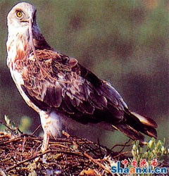  (Circaetus ferox),    http://www.shaanxi.cn/pics/2009-4-16/144828.jpg