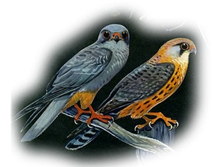 западный кобчик, обыкновенный кобчик (Falco vespertinus) пара, картинка рисунок