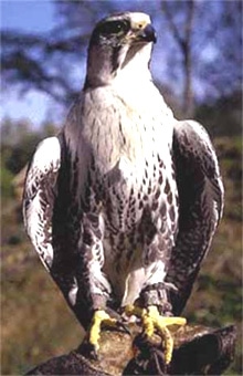  (Falco gyrfalco),   