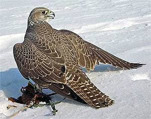  (Falco gyrfalco)   ,    http://www.rushunt.ru/UserFiles/Image/Pticy/Krechet2.jpg