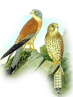 Степная пустельга (Falco naumanni), фото фотография http://upload.wikimedia.org/wikipedia/commons/thumb/8/84/Falco_naumanni_NAUMANN.jpg/449px-Falco_naumanni_NAUMANN.jpg