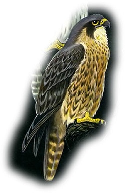  ,  (Falco peregrinus),  