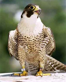 настоящий сокол, спасан (Falco peregrinus), фото фотография http://www.mlahanas.de/Cyprus/Fauna/image/FalcoPeregrinus.jpg