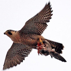 обыкновенный сокол, сапсан (Falco peregrinus), фото фотография http://www.birdingintaiwan.org/Blackie%20carrying%20the%20remains%20of%20a%20Rock%20Pigeon.jpg