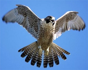 Обычный сокол, сапсан (Falco peregrinus), фото фотография http://s3.amazonaws.com/readers/2008/11/13/peregrinefalconkk_1.jpg