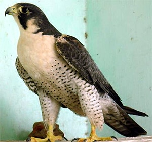 Обыкновенный сокол, сапсан (Falco peregrinus), фото фотография с http://www.falconeria.org/rapaci/falco_pellegrino/Falco-peregrinus-calidus1.jpg