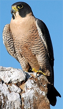 Сокол, сапсан (Falco peregrinus), фото фотография http://www.hawkquest.org/mews/PeregrineFalconAnatum.jpg