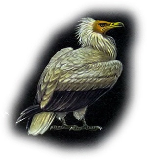 Обыкновенный стервятник (Neophron percnopterus), картинка рисунок