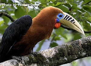 Непальский калао (Aceros nipalensis), фото фотография с http://www.birdforum.net/opus/images/thumb/2/2c/Rufous-necked_Hornbill.jpg/550px-Rufous-necked_Hornbill.jpg