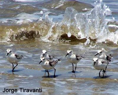 Песчанки бегущие от волн (Calidris alba), фото фотография птицы