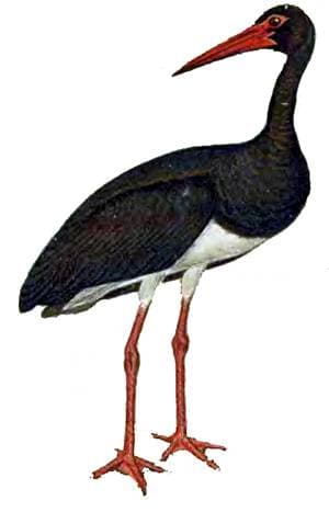 Черный аист (Ciconia nigra), рисунок картинка, голенастые птицы