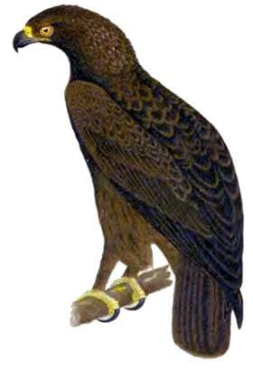 Большой подорлик, орел-кликун (Aquila clanga), рисунок картинка, хищные птицы