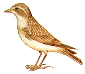 Обыкновенный малый жаворонок (Calandrella cinerea), картинка рисунок, воробьиные птицы