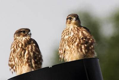  (Falco columbarius),   