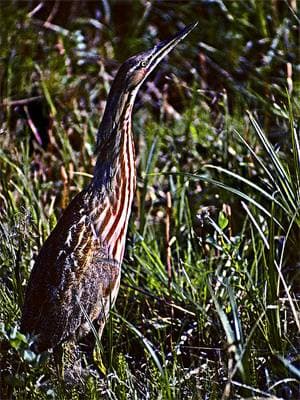 Американская выпь (Botaurus lentiginosus), фото фотография, голенастые птицы