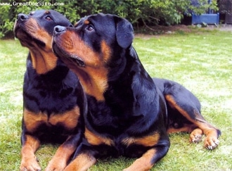 Романский ротвейлер, породы собак, фото фотография