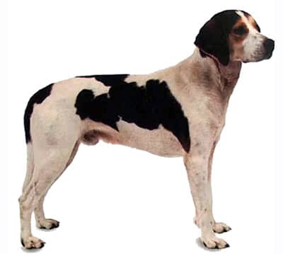 Керри бигль, фото фотография, породы собак