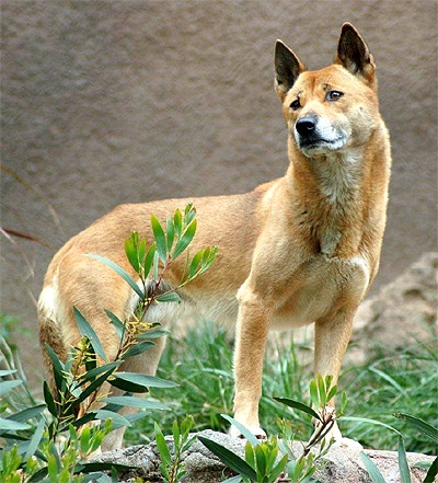 Новогвинейская поющая собака (Canis lupus hallstromimi), фотография фото