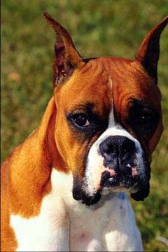 Боксер, немецкий боксер, фото, фотография породы собак