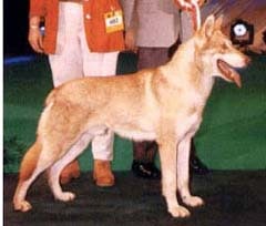 Саарлосский волфхонд, саарлооская волчья собака, волчья собака сарлоса, фото, фотография