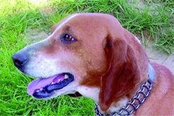 Малая аппенинская гончая гладкошерстная, породы собак, фото фотография