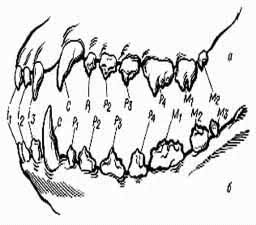 Немного необычного о зубах собак, рисунок