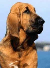 Бладхаунд, фото фотография, породы собак