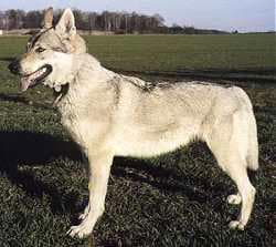 Чехословацкая волчья собака, чешский волфхунд, чехословацкий волчок, фото, фотография